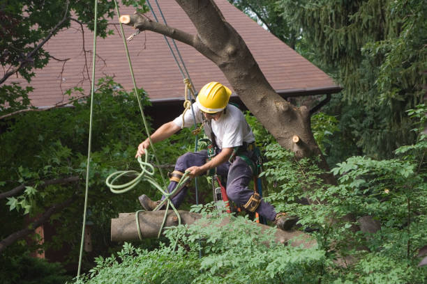 Best Storm Damage Tree Cleanup  in Oakland, TN