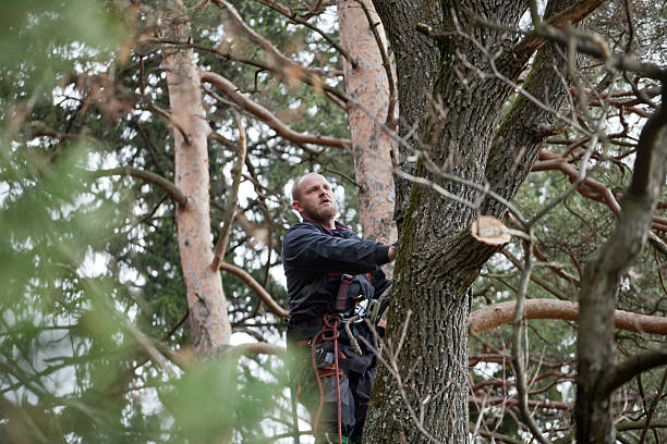 Best Hazardous Tree Removal  in Oakland, TN